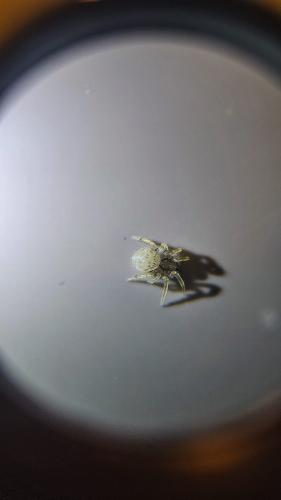 Zoropsis spinimana